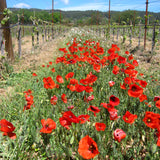 Domaine La Providence Coteaux d’Aix en Provence Rosé 2024 - Natural & Biodynamic